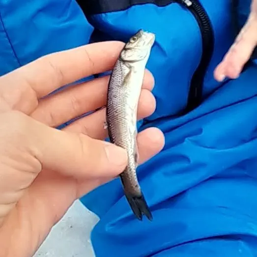 The most recent Bullhead minnow catches on Fishbrain