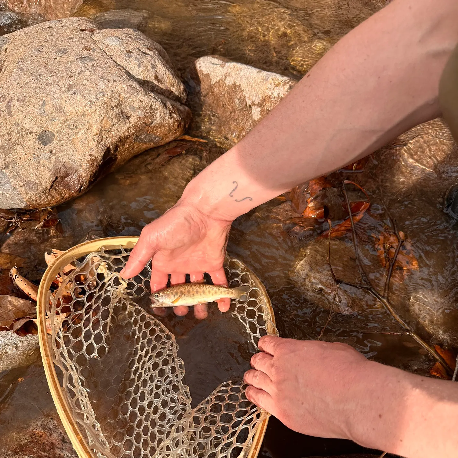 The most recent Gila trout catches on Fishbrain