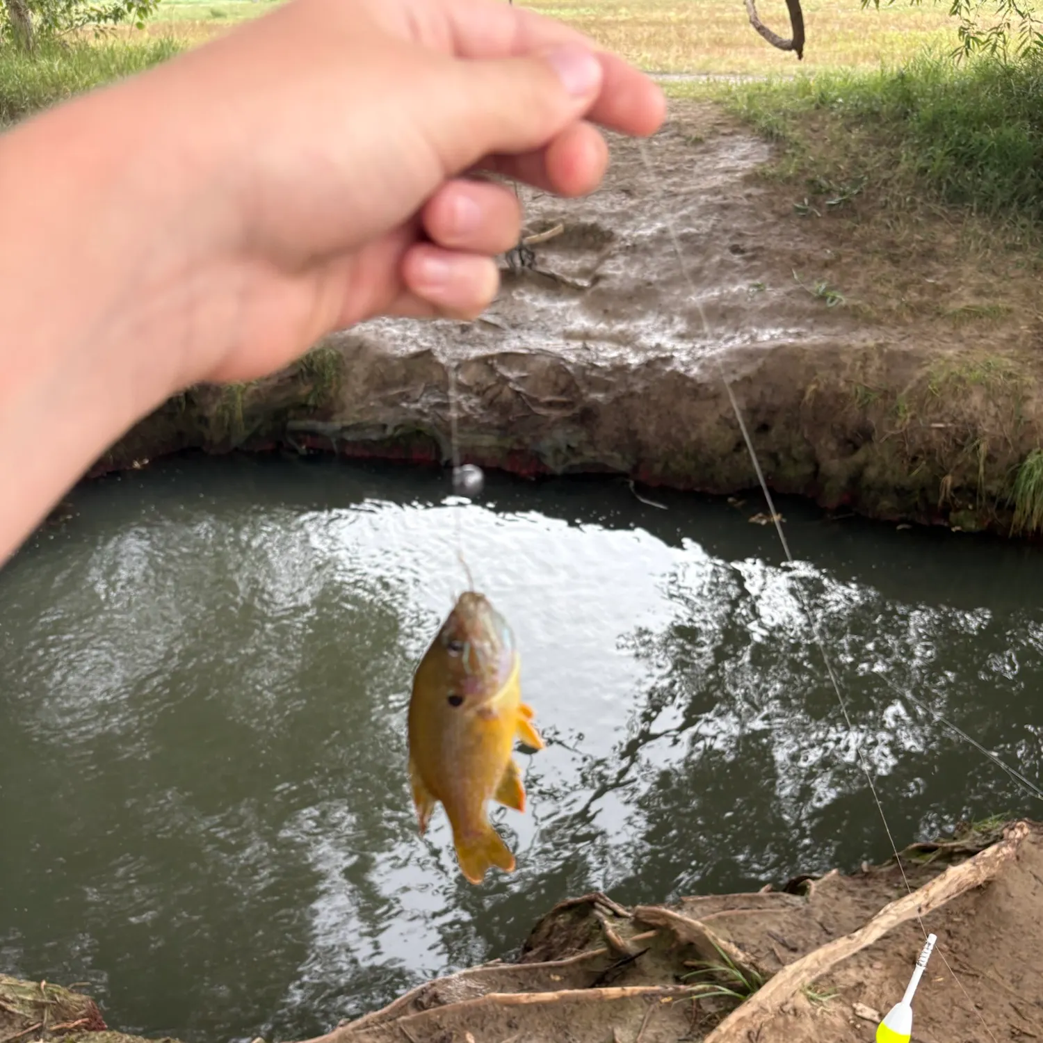 Greengill hybrid caught on Fishbrain