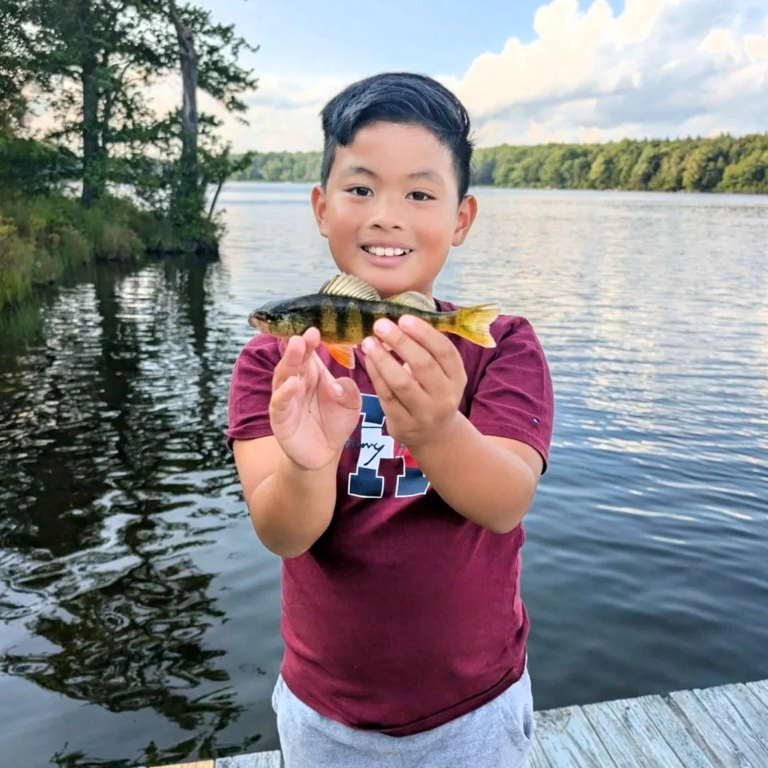 Yellow perch caught on Fishbrain