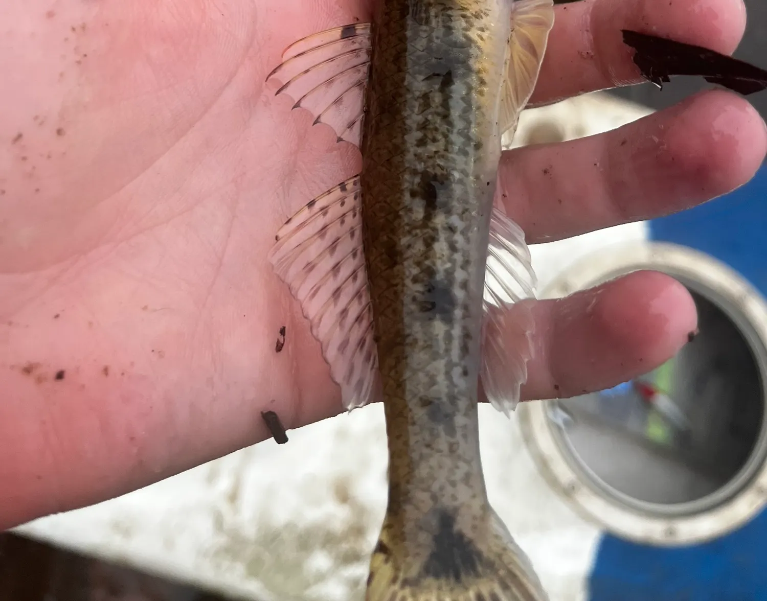 Common goby