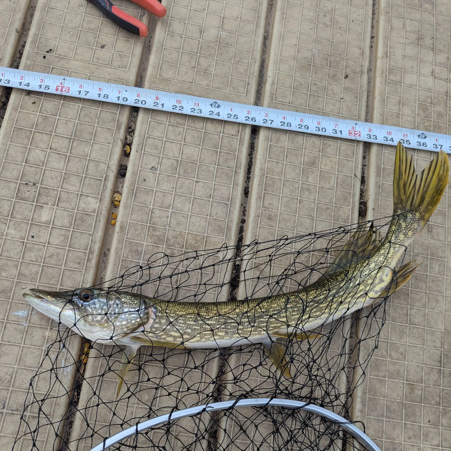 Northern pike caught on Fishbrain