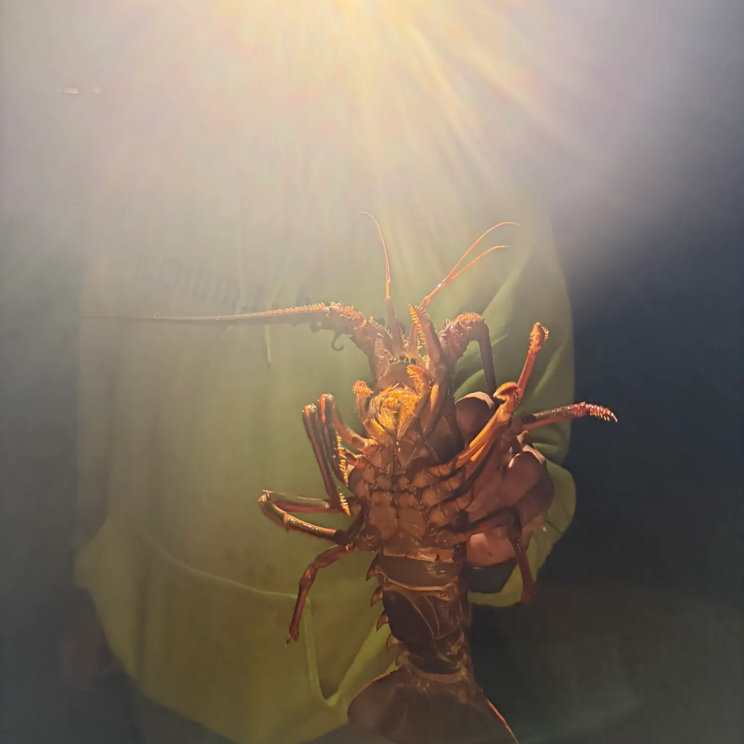 The most recent California spiny lobster catches on Fishbrain