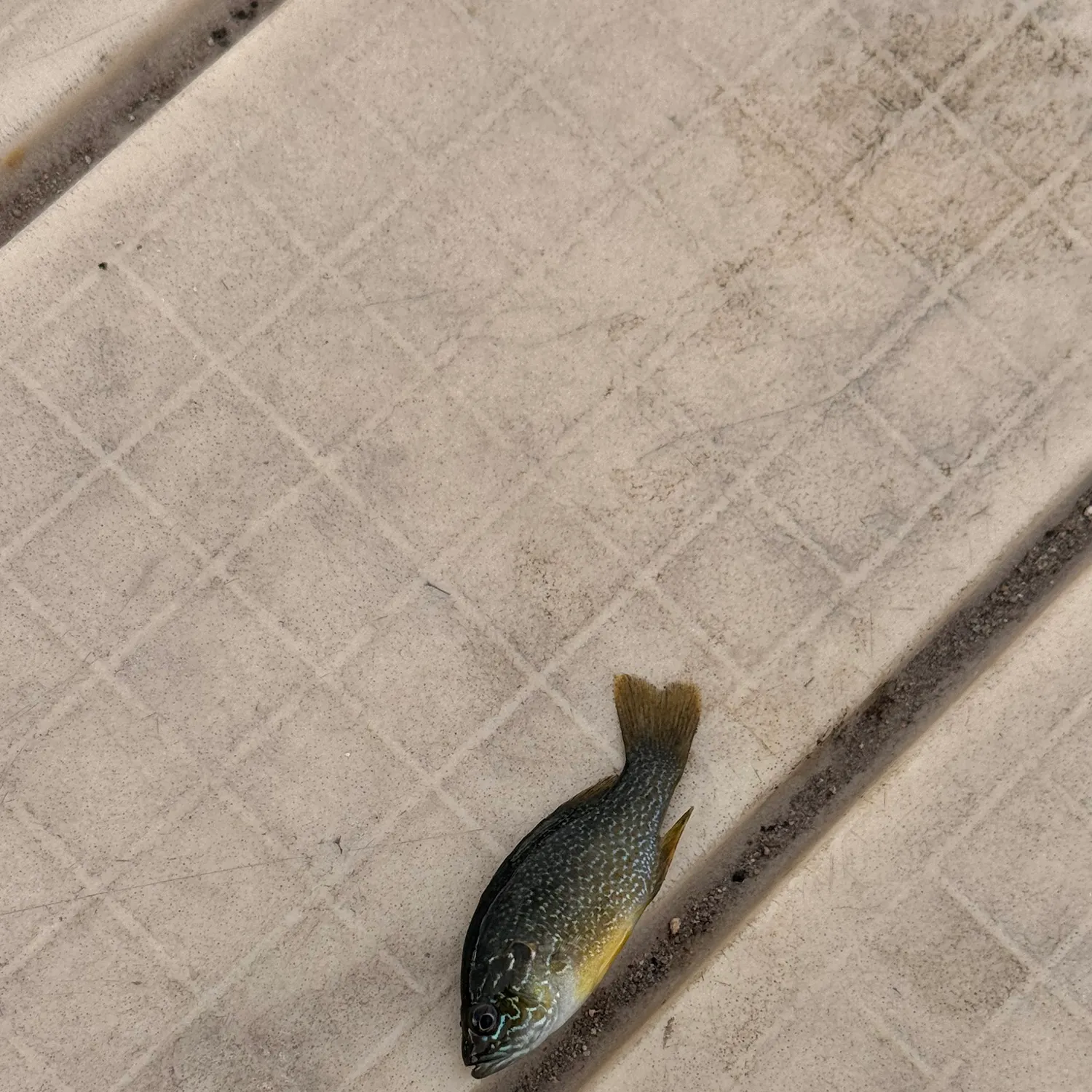 Green sunfish caught on Fishbrain