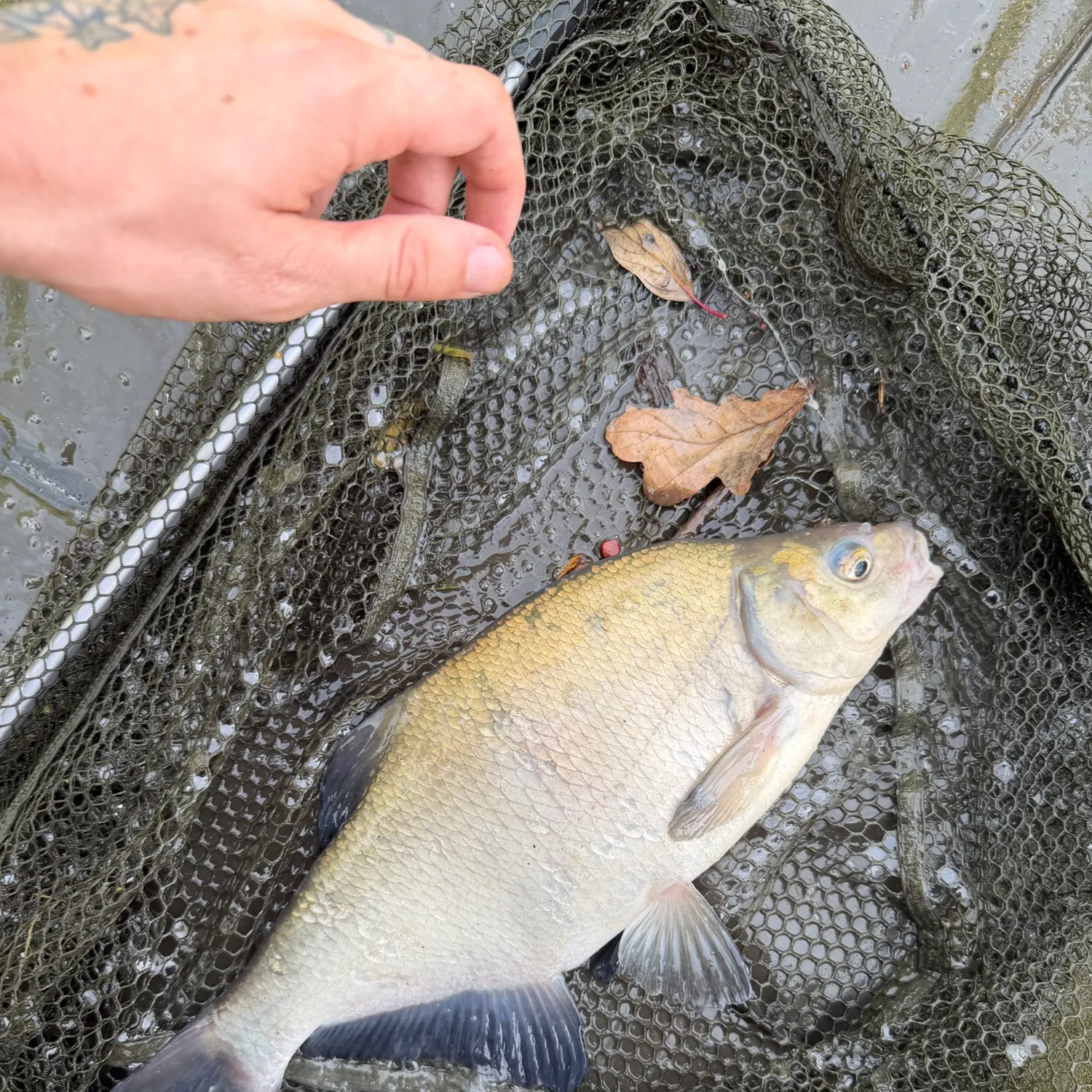 Common bream caught on Fishbrain