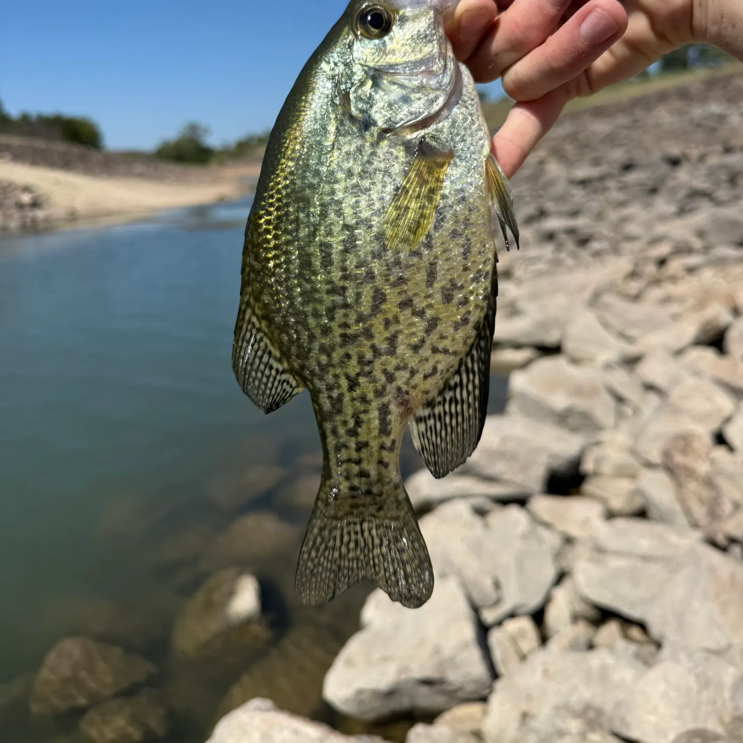 Black crappie caught on Fishbrain