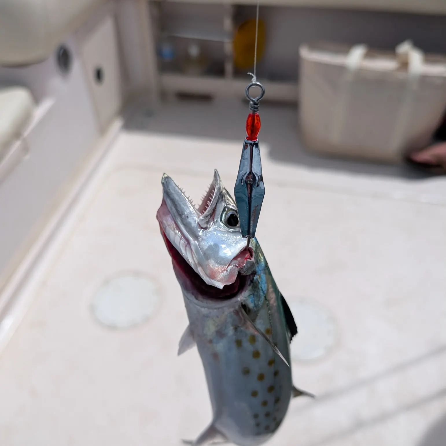 The most recent Spanish mackerel catches on Fishbrain