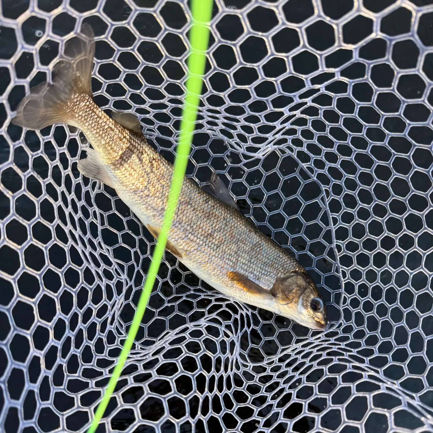 Mountain whitefish caught on Fishbrain