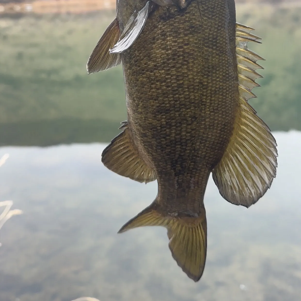 The most recent Smallmouth bass catches on Fishbrain