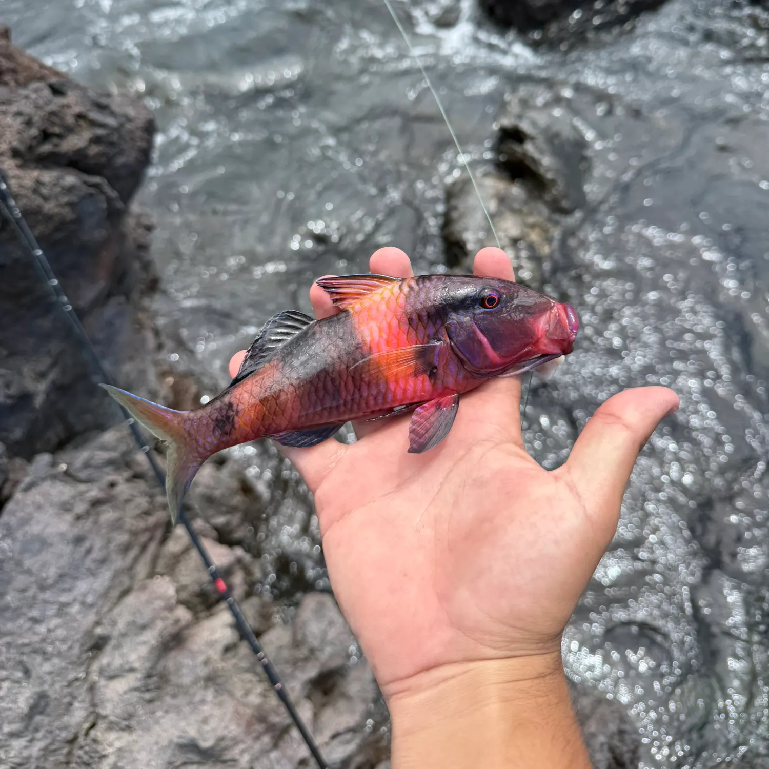 The most recent Manybar goatfish catches on Fishbrain
