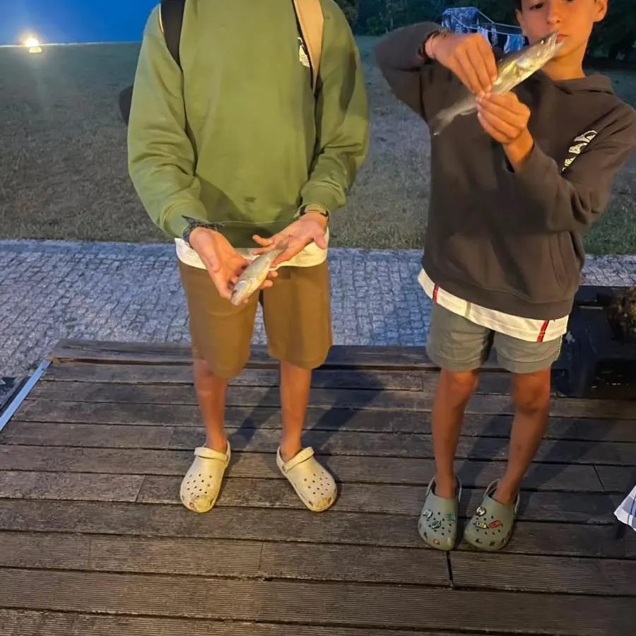 Zander caught on Fishbrain