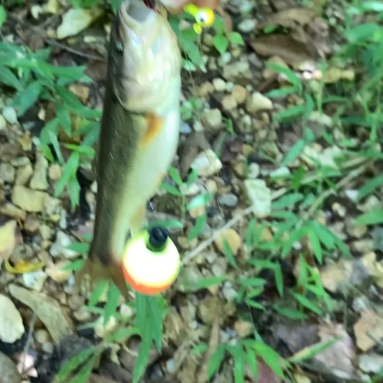 Creek chub caught on Fishbrain