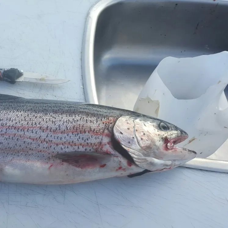Rainbow trout caught on Fishbrain