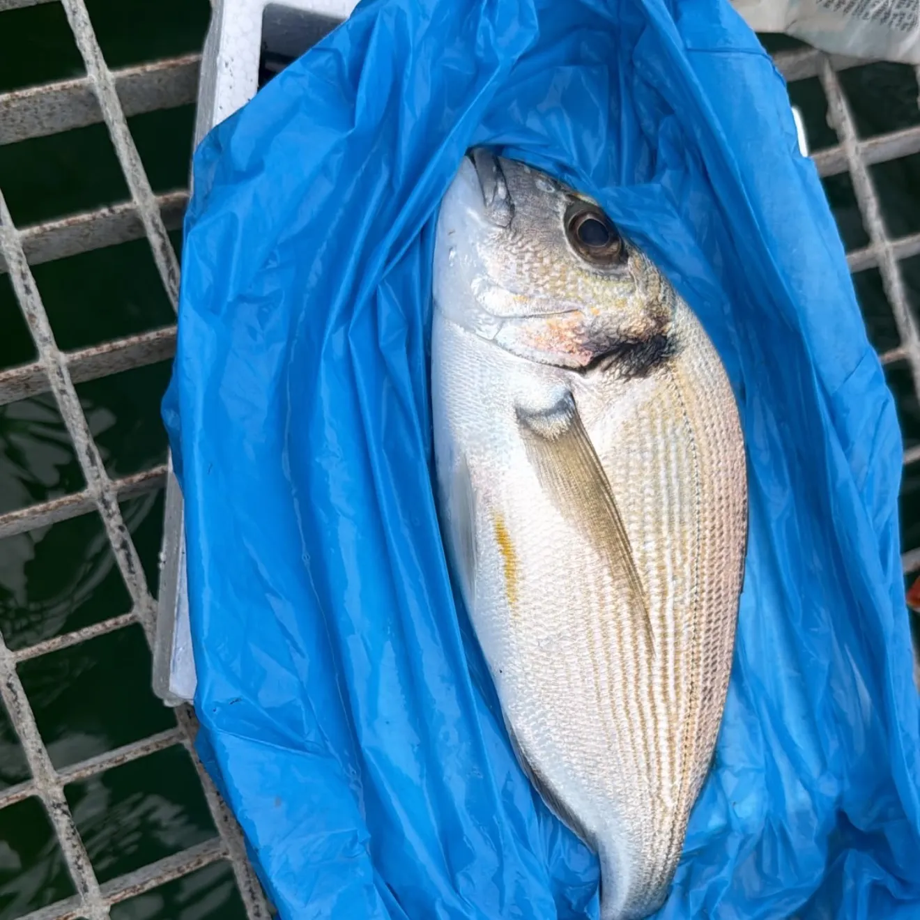 Gilthead seabream caught on Fishbrain