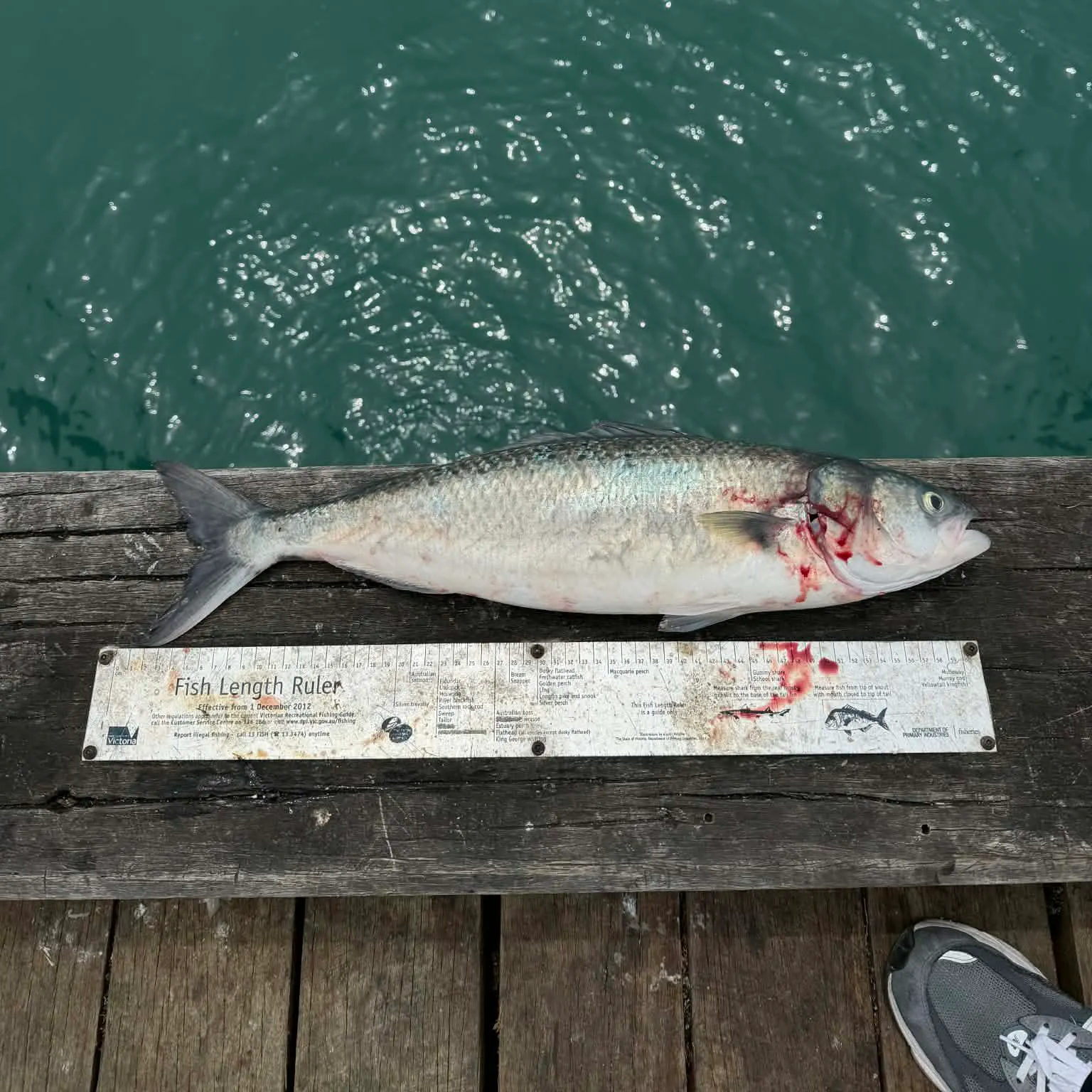 The most recent Eastern Australian salmon catches on Fishbrain