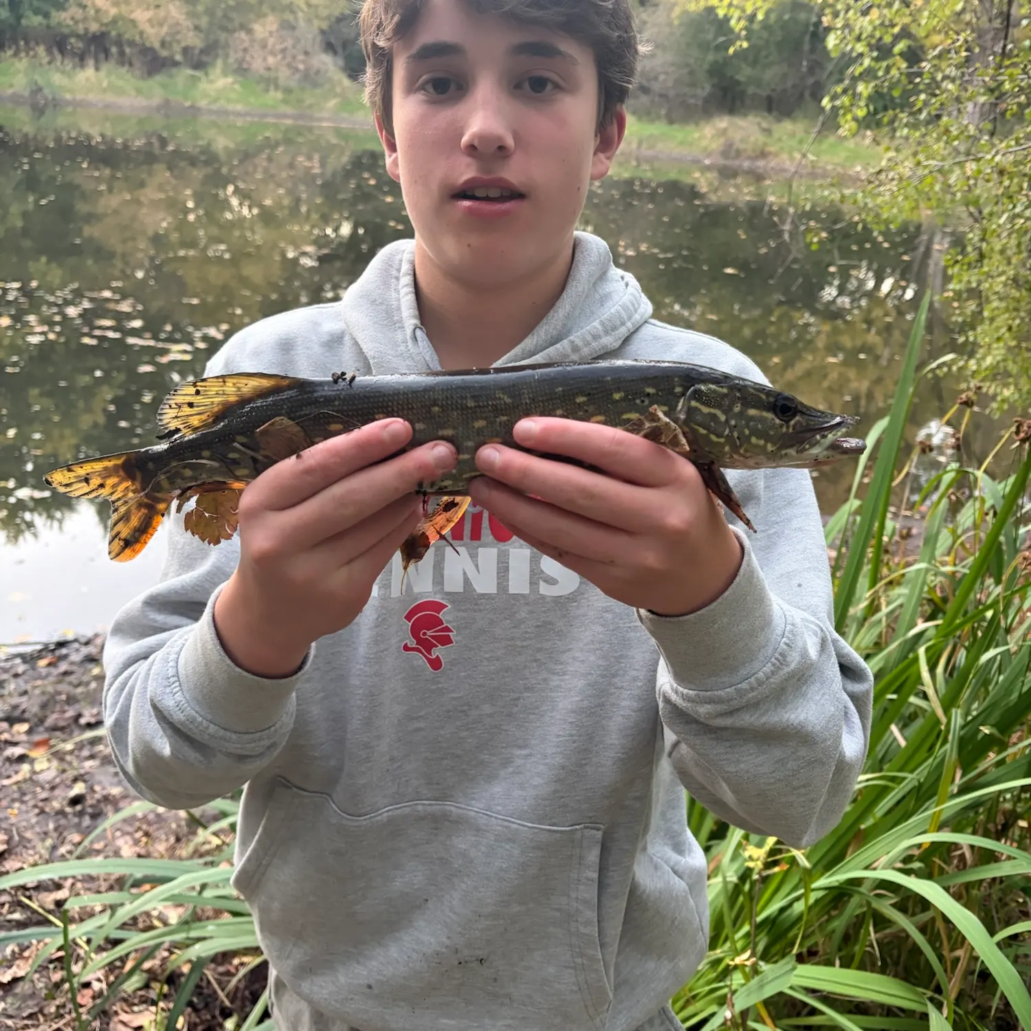 Northern pike caught on Fishbrain