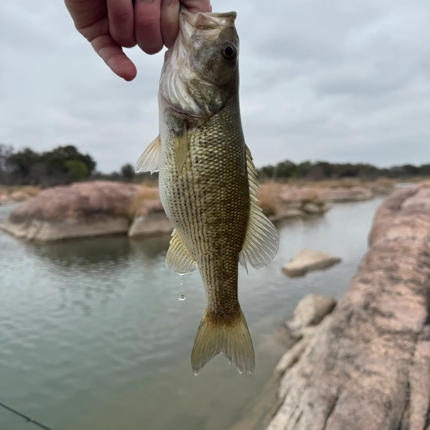 The most recent Guadalupe bass catches on Fishbrain
