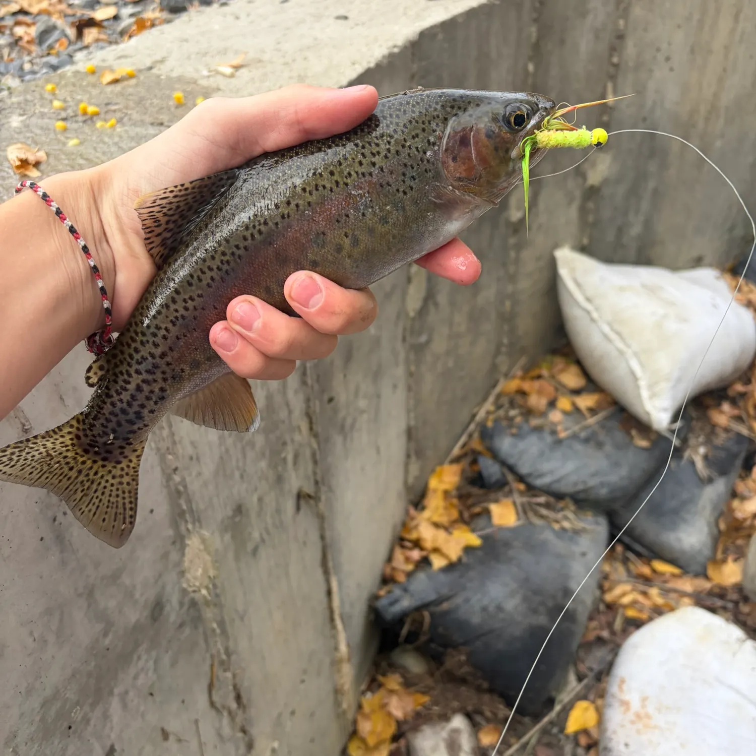 Rainbow trout caught on Fishbrain