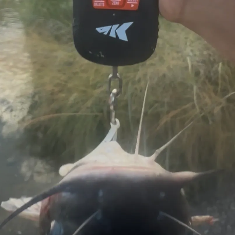 Channel catfish caught on Fishbrain