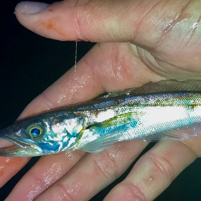 The most recent Silver hake catches on Fishbrain