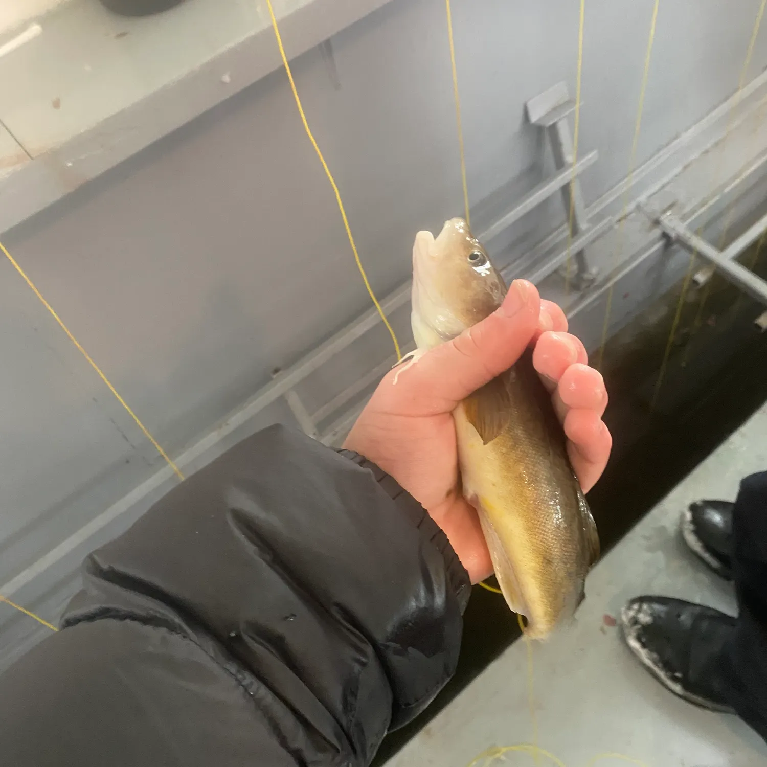The most recent Atlantic tomcod catches on Fishbrain