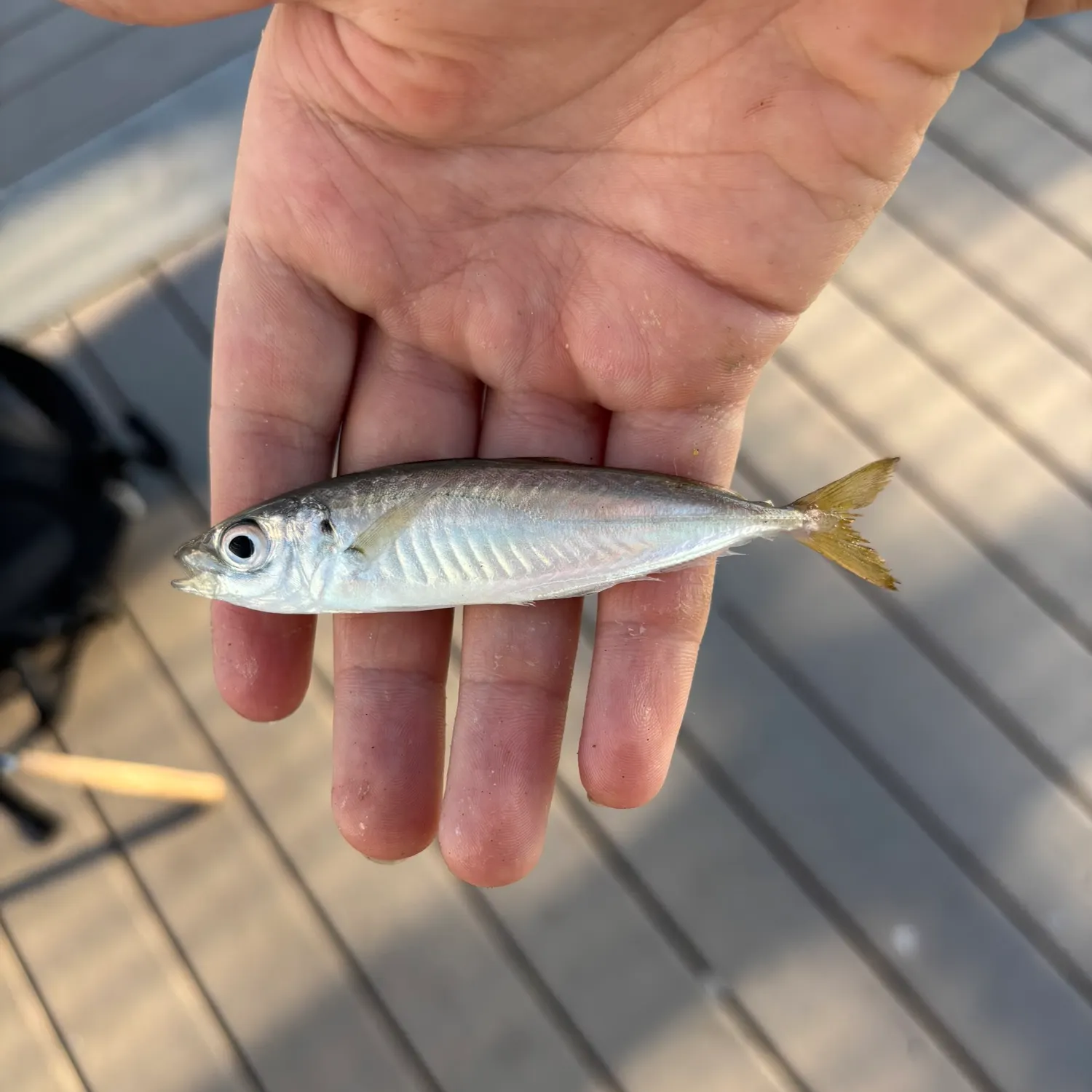 The most recent Round Scad catches on Fishbrain