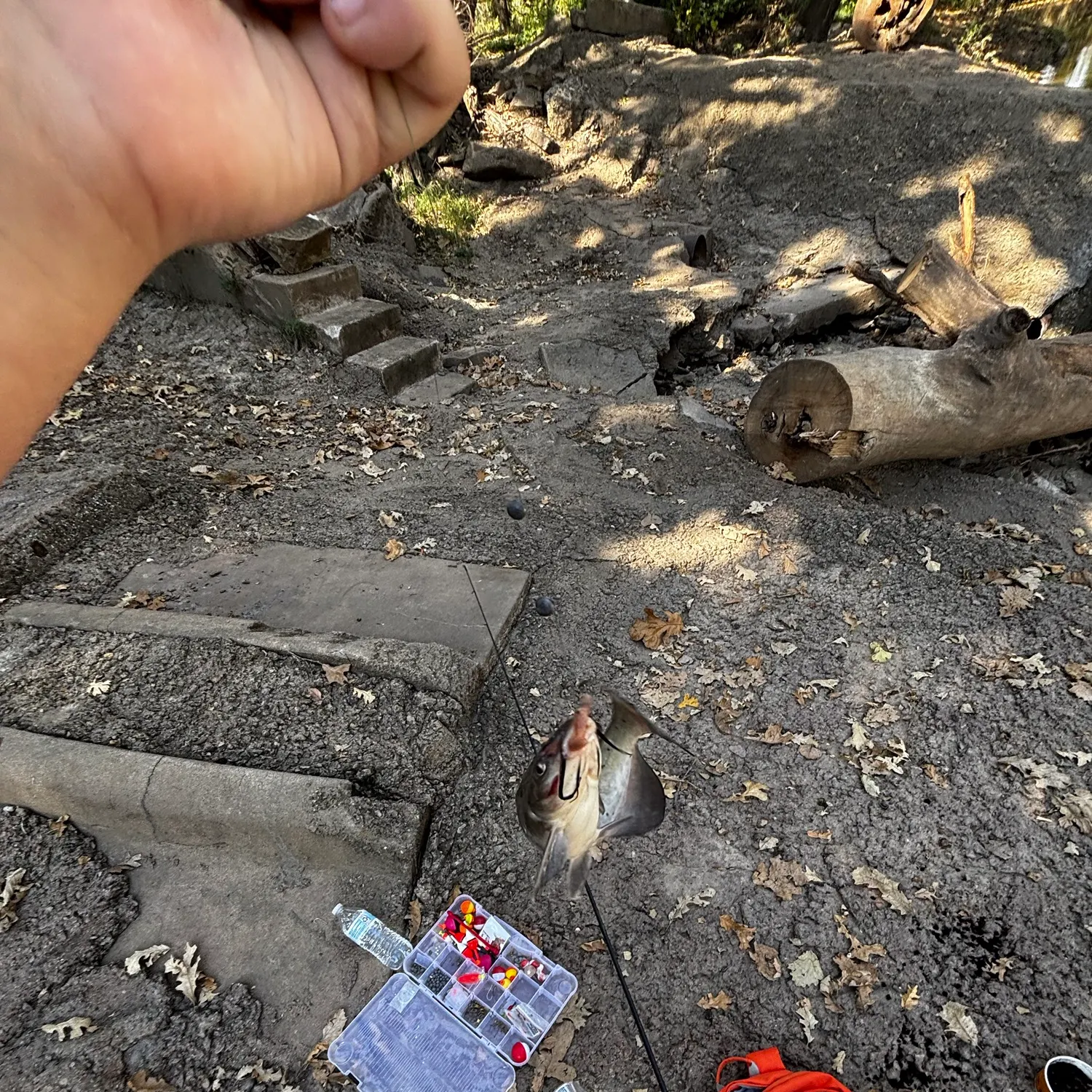 Black bullhead caught on Fishbrain