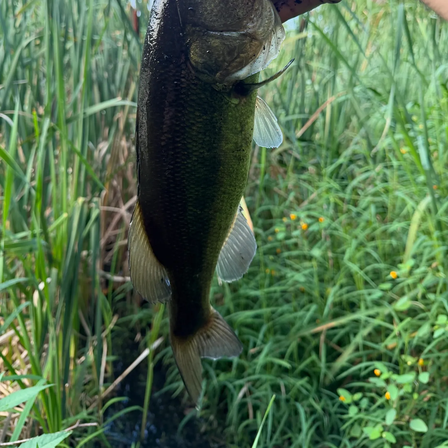 Largemouth bass caught on Fishbrain