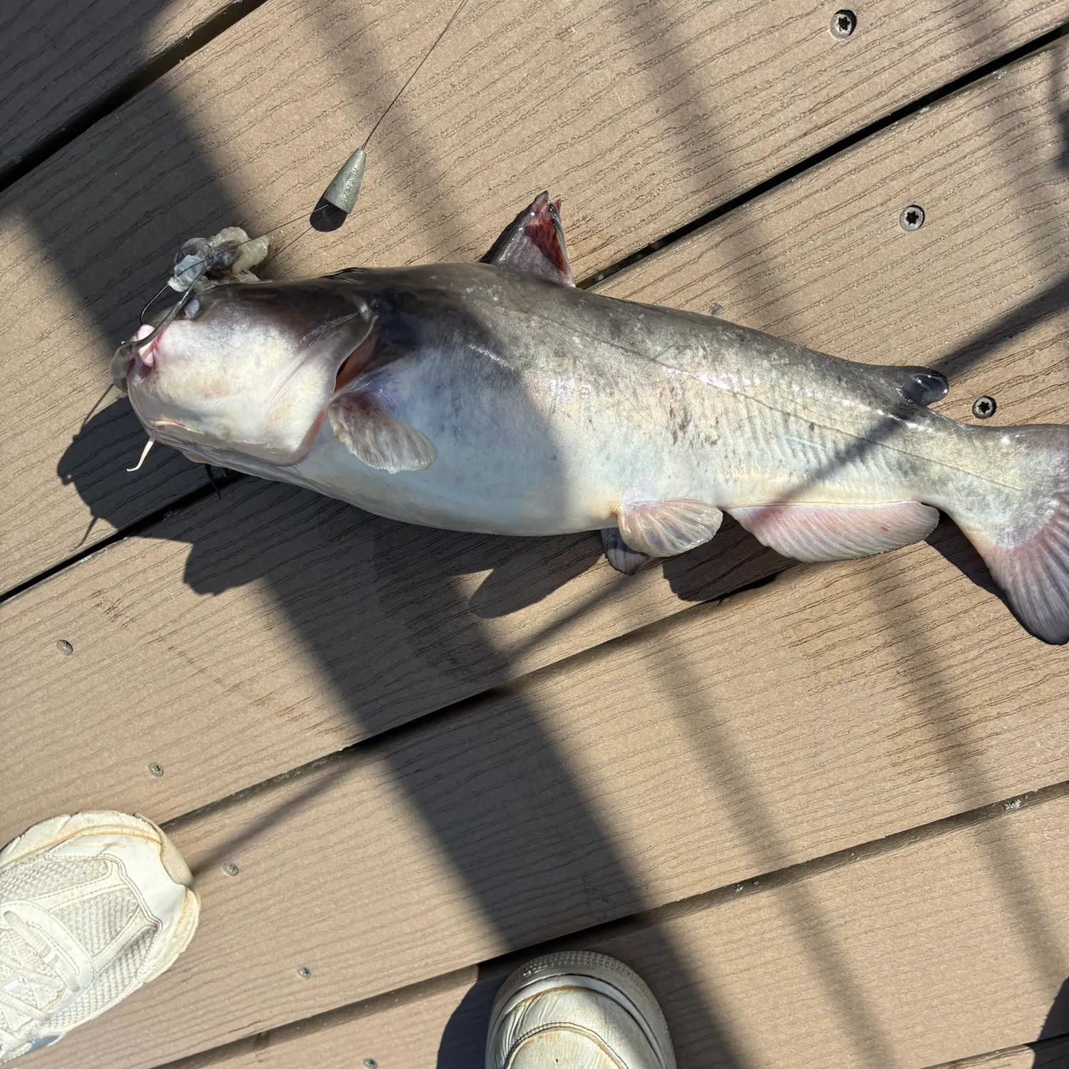 White bullhead caught on Fishbrain