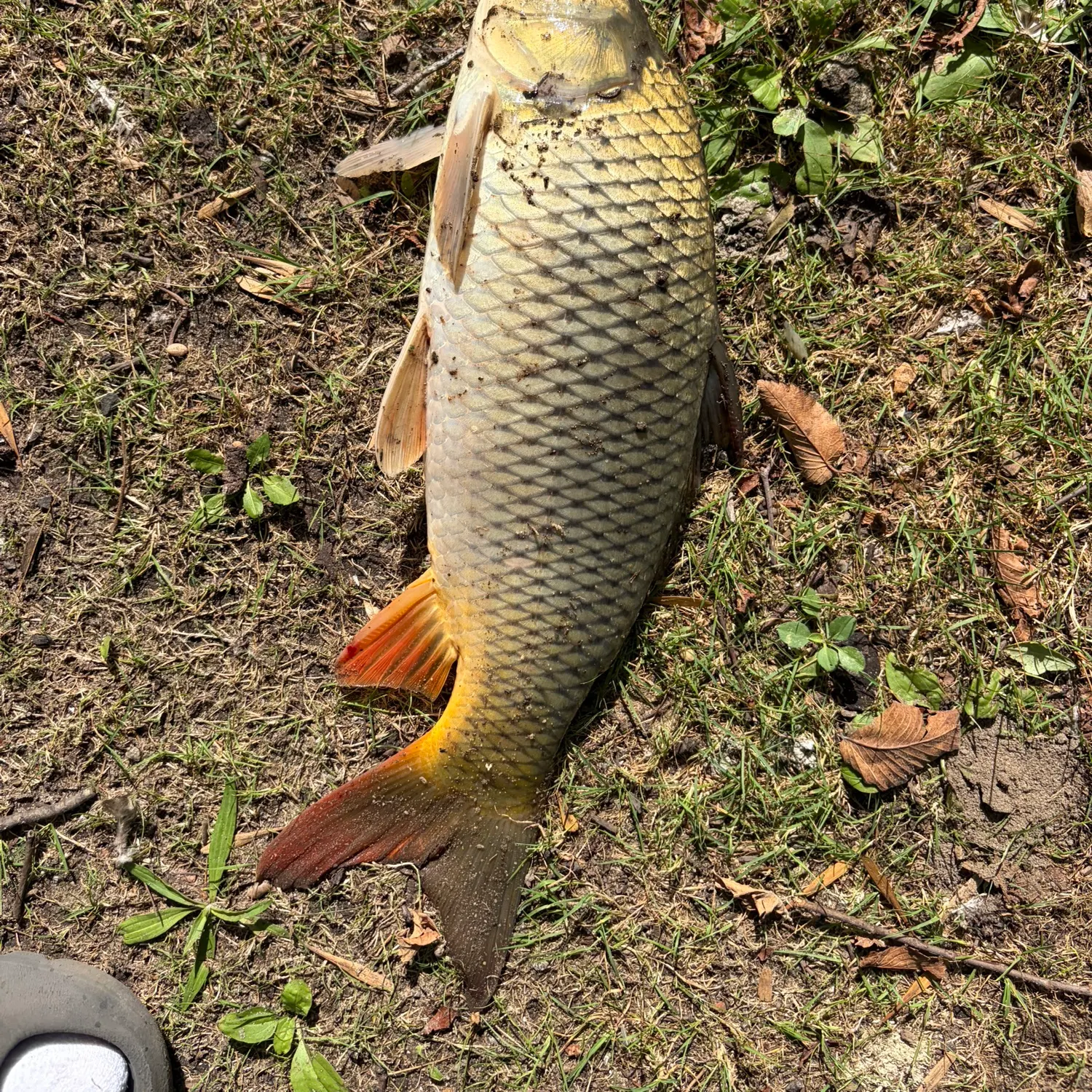 Common carp caught on Fishbrain