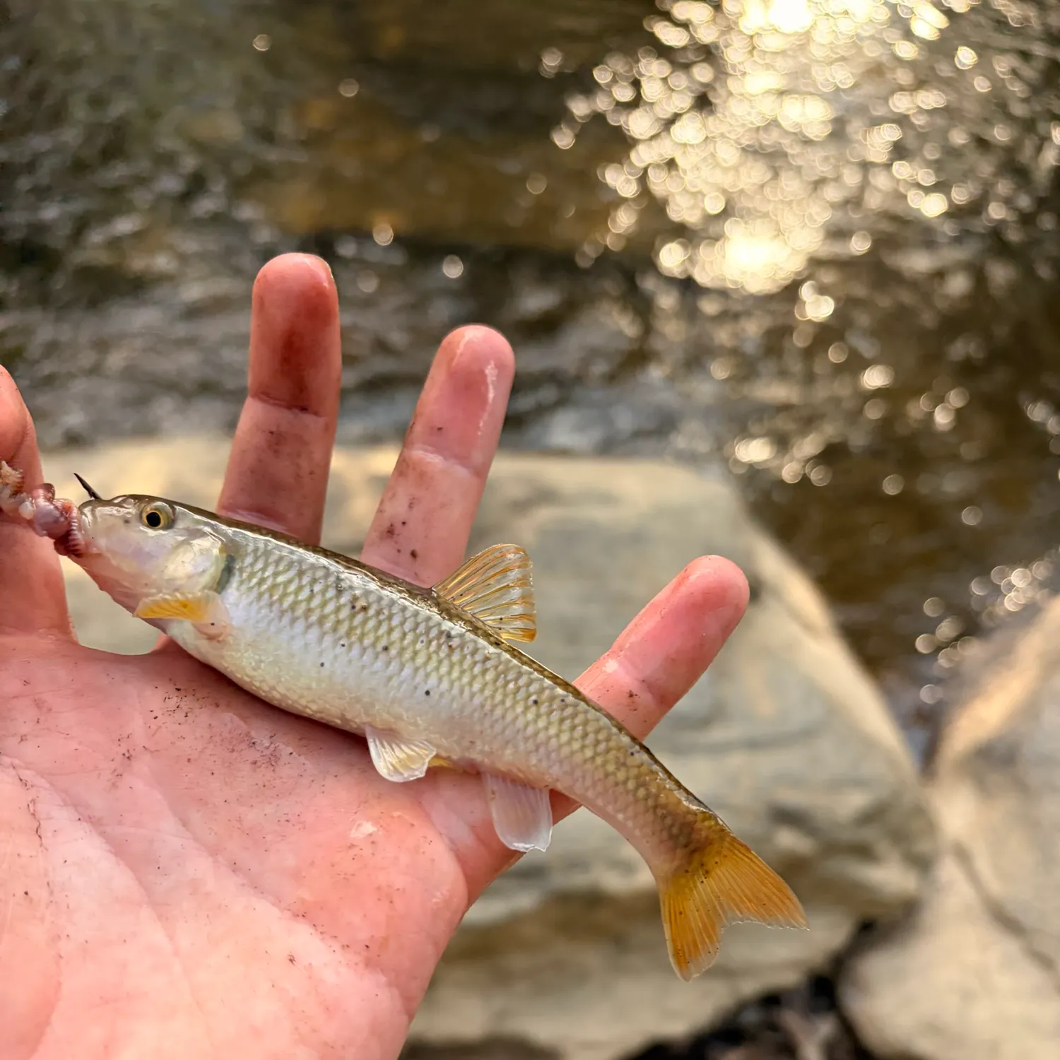 River chub caught on Fishbrain