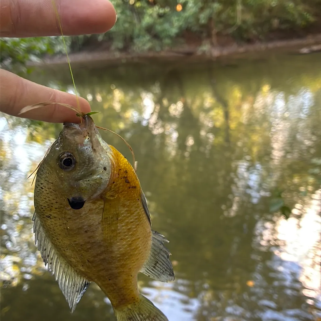 Bluegill caught on Fishbrain