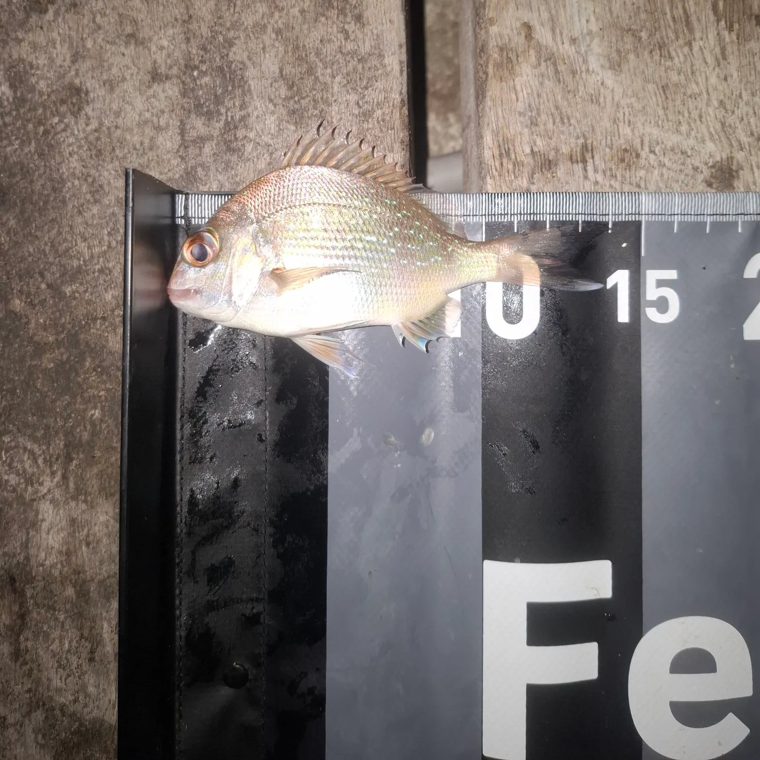 Australasian snapper caught on Fishbrain