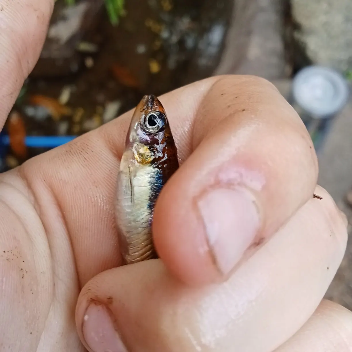 Goldfish caught on Fishbrain