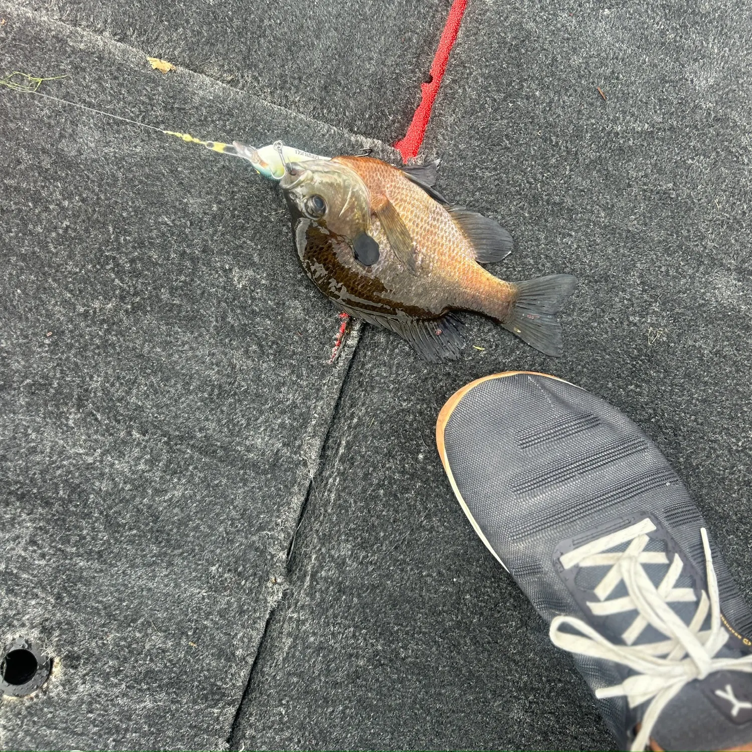Bluegill caught on Fishbrain