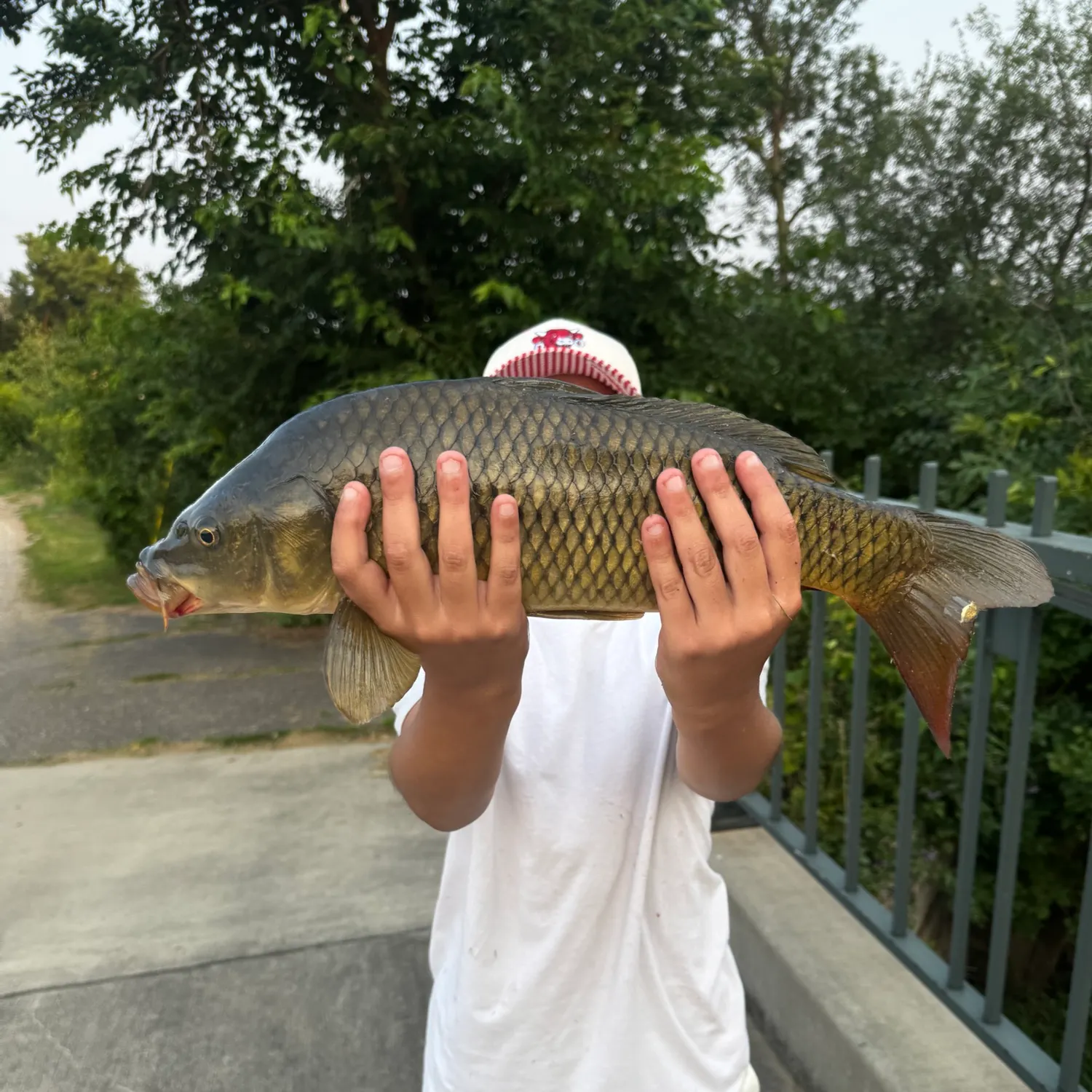 Common carp caught on Fishbrain