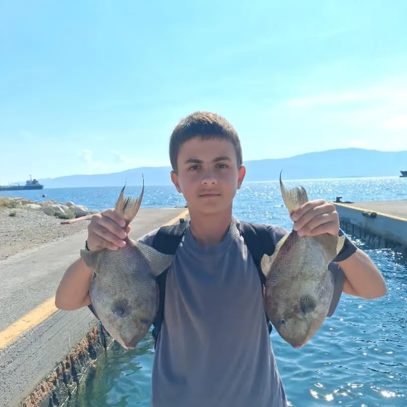 Grey triggerfish caught on Fishbrain