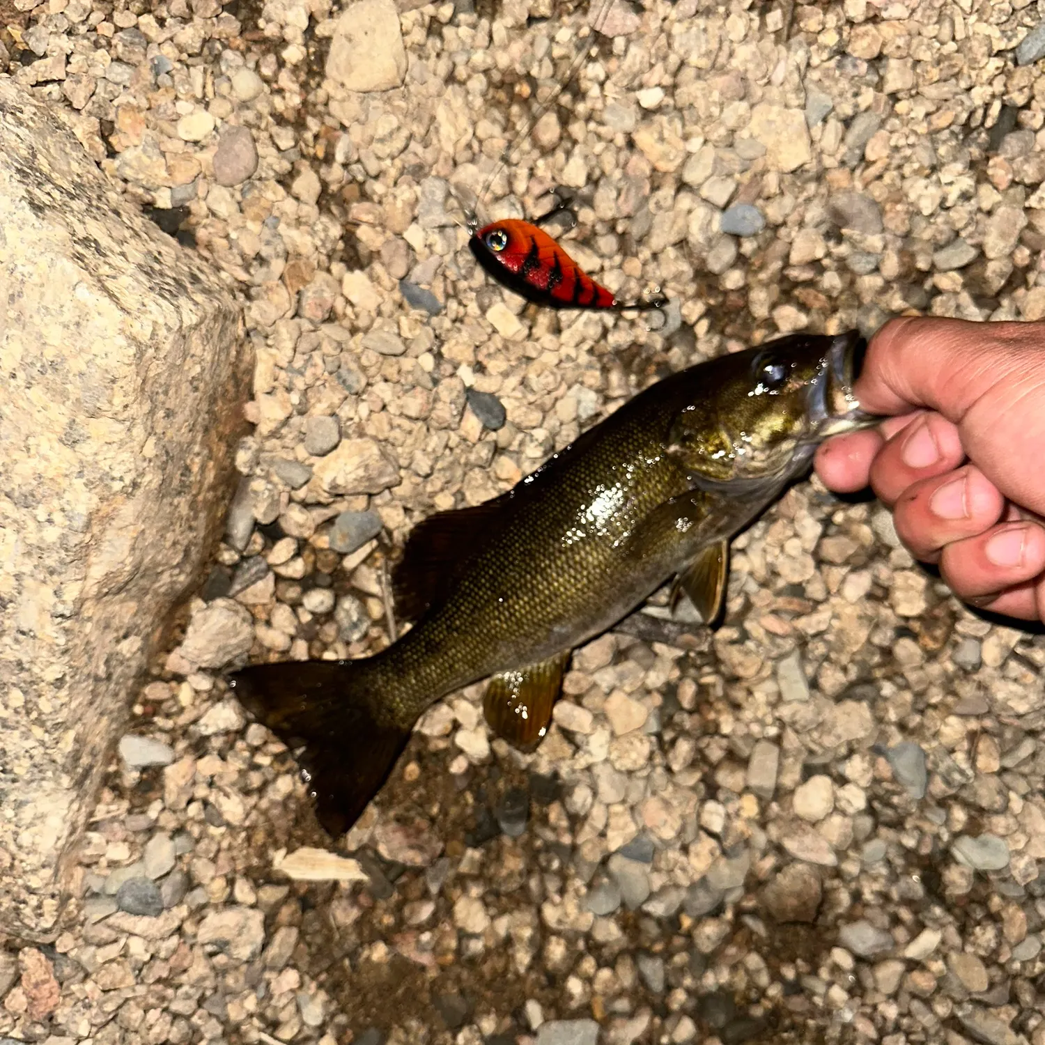 Smallmouth bass caught on Fishbrain