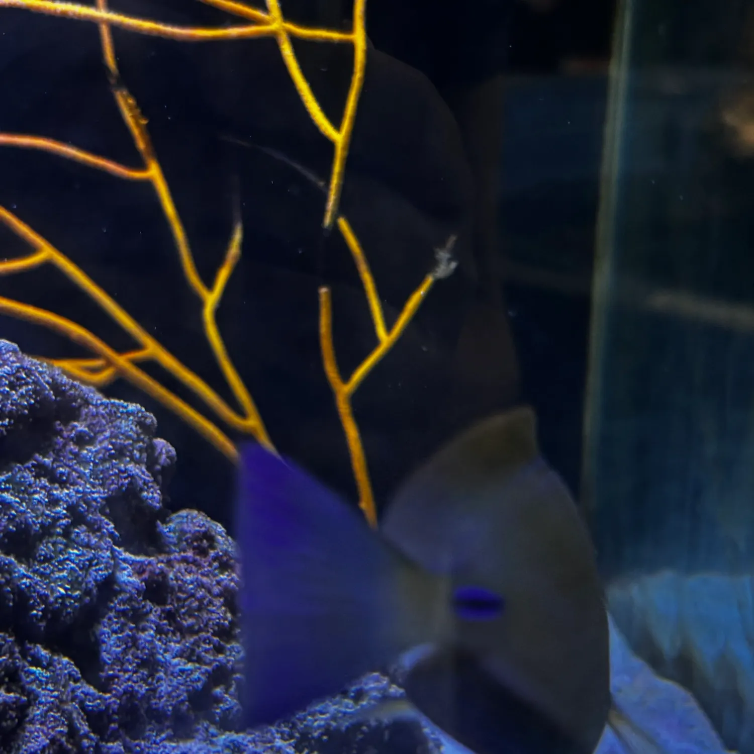 The most recent Sailfin tang catches on Fishbrain