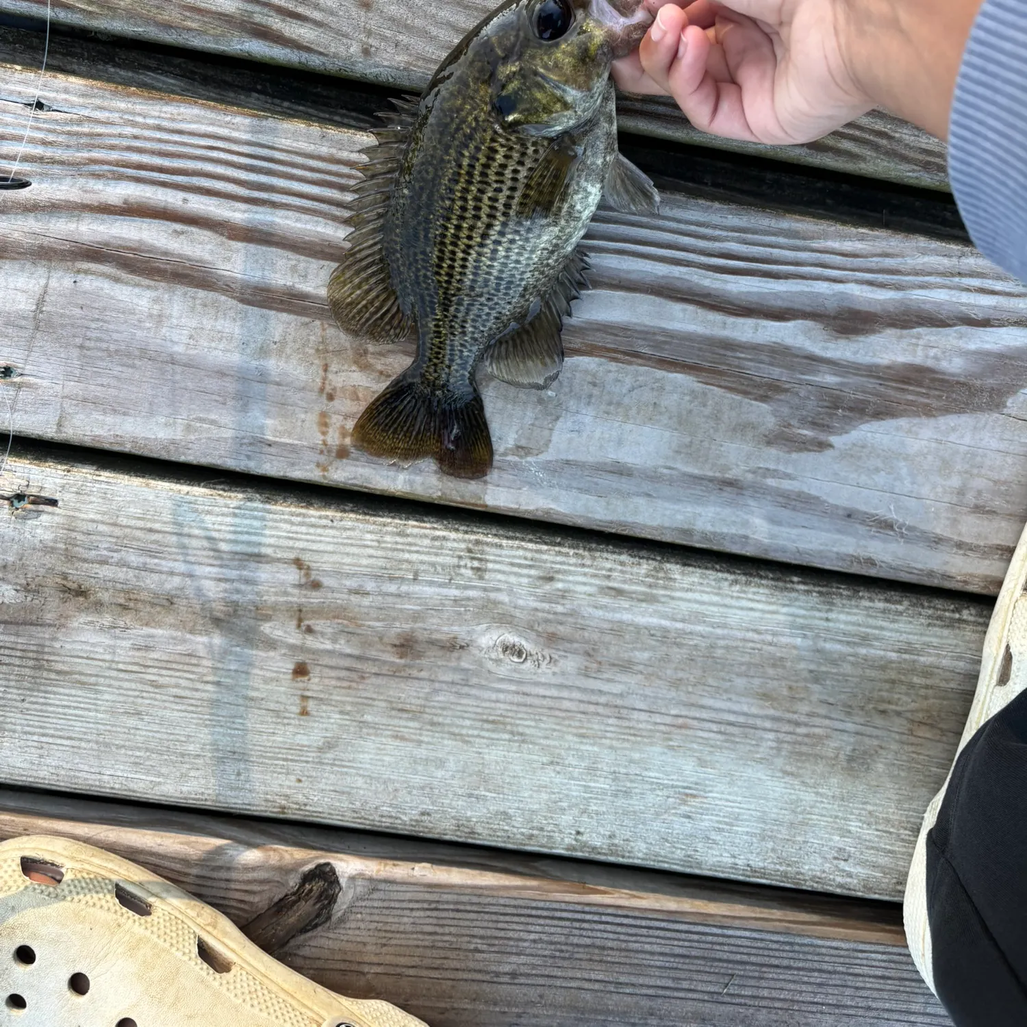 Rock bass caught on Fishbrain