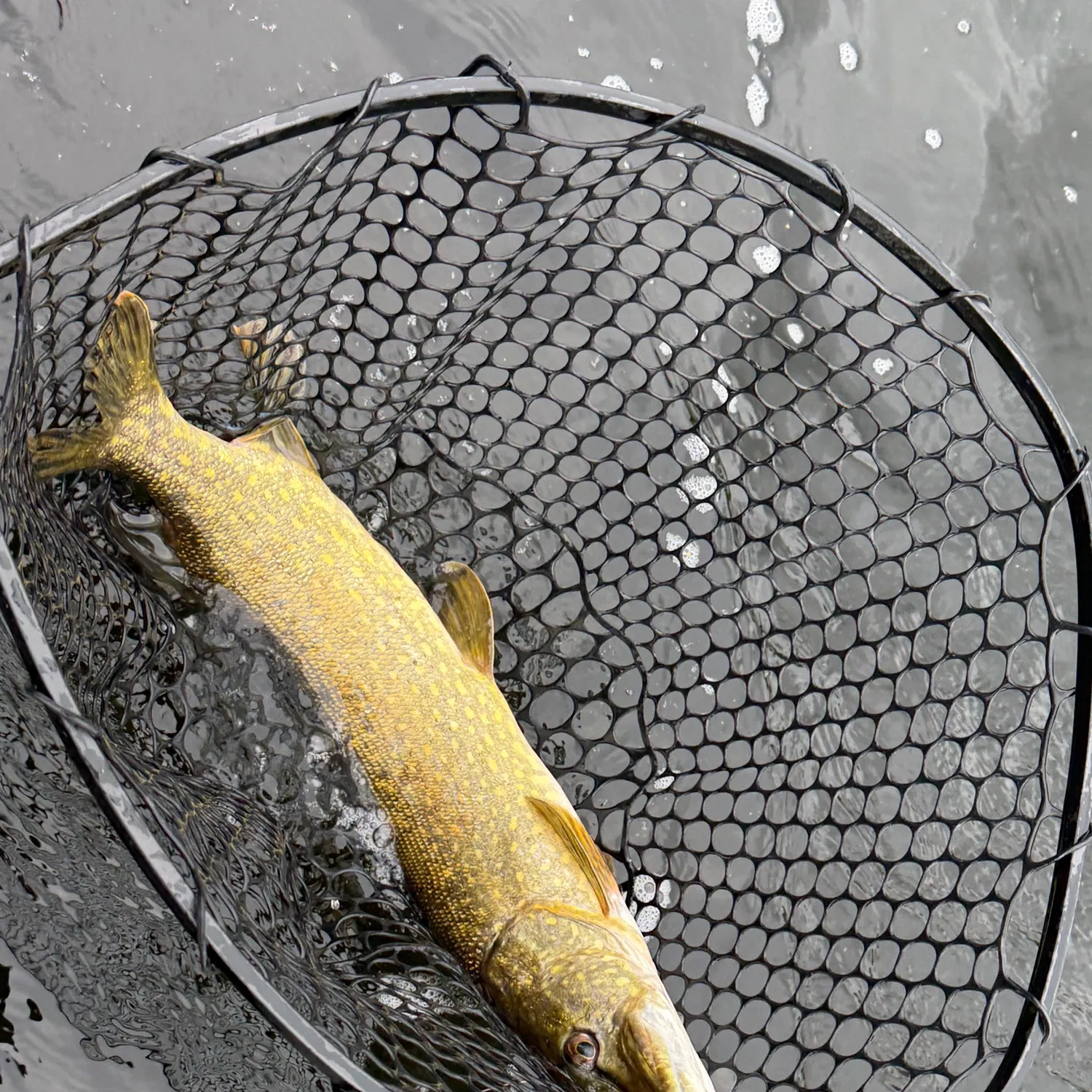 Northern pike caught on Fishbrain