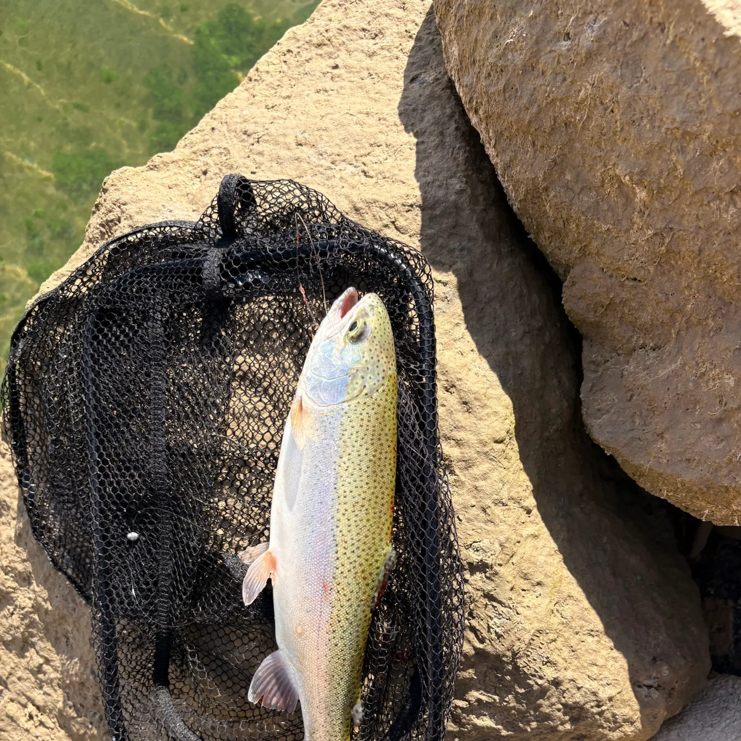 Rainbow trout caught on Fishbrain