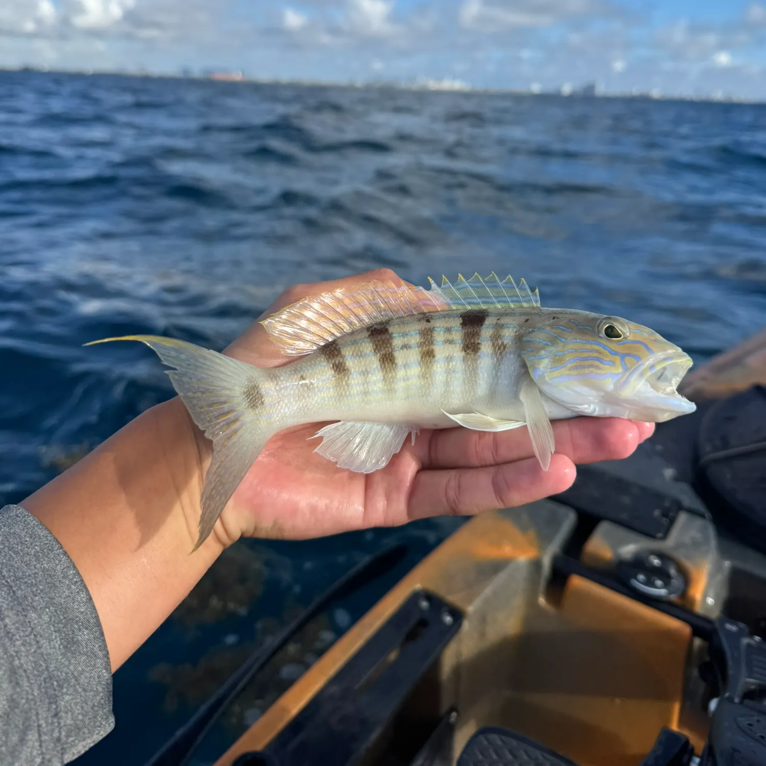 The most recent Sand perch catches on Fishbrain