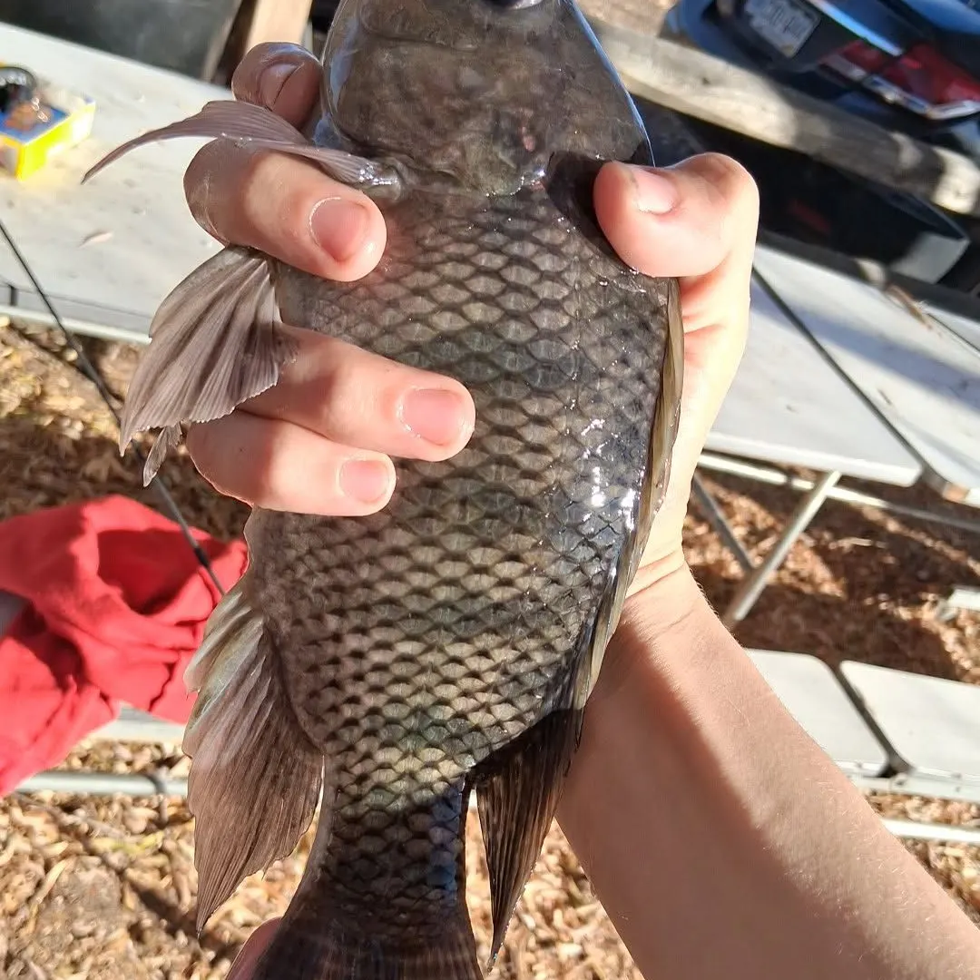 The most recent Nile tilapia catches on Fishbrain