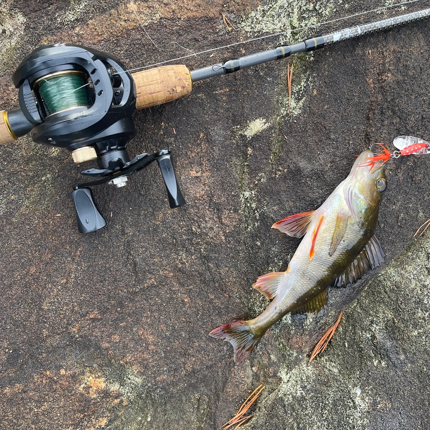 European perch caught on Fishbrain