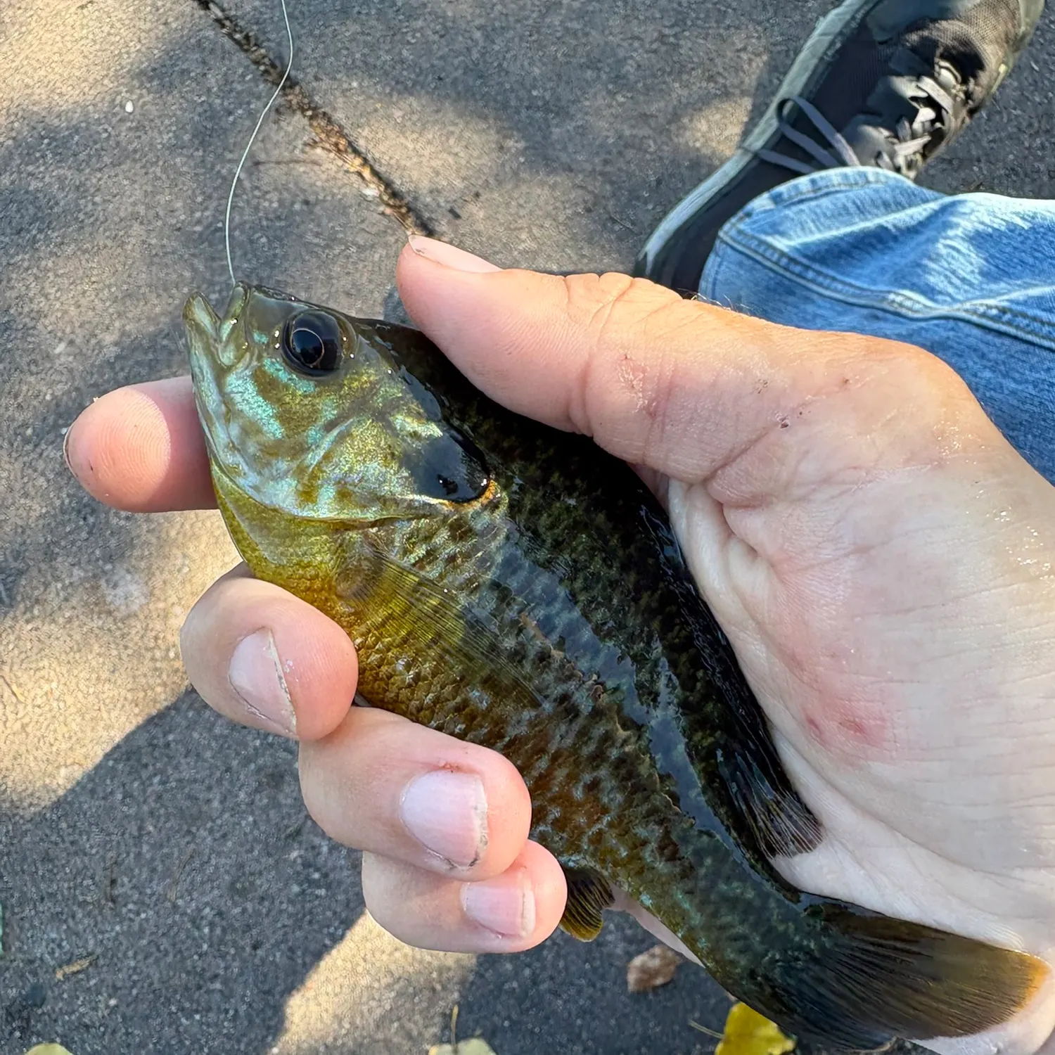 Greengill hybrid caught on Fishbrain