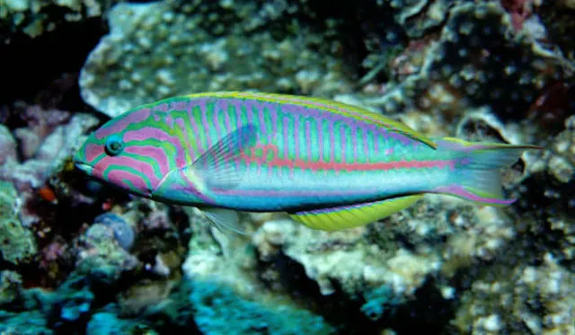 Klunzinger's wrasse