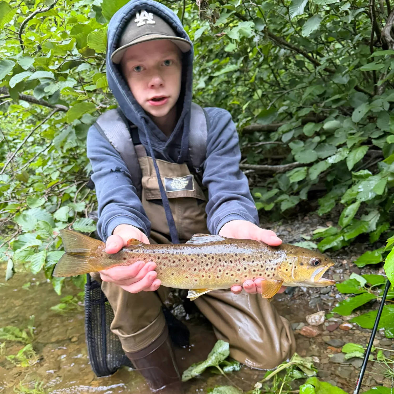 Brown trout caught on Fishbrain
