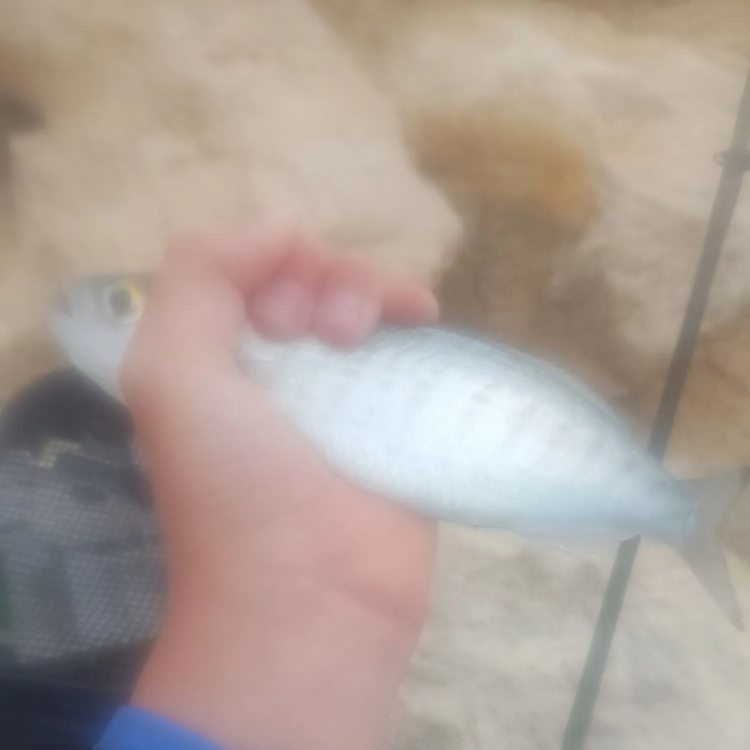 The most recent Australian ruff catches on Fishbrain
