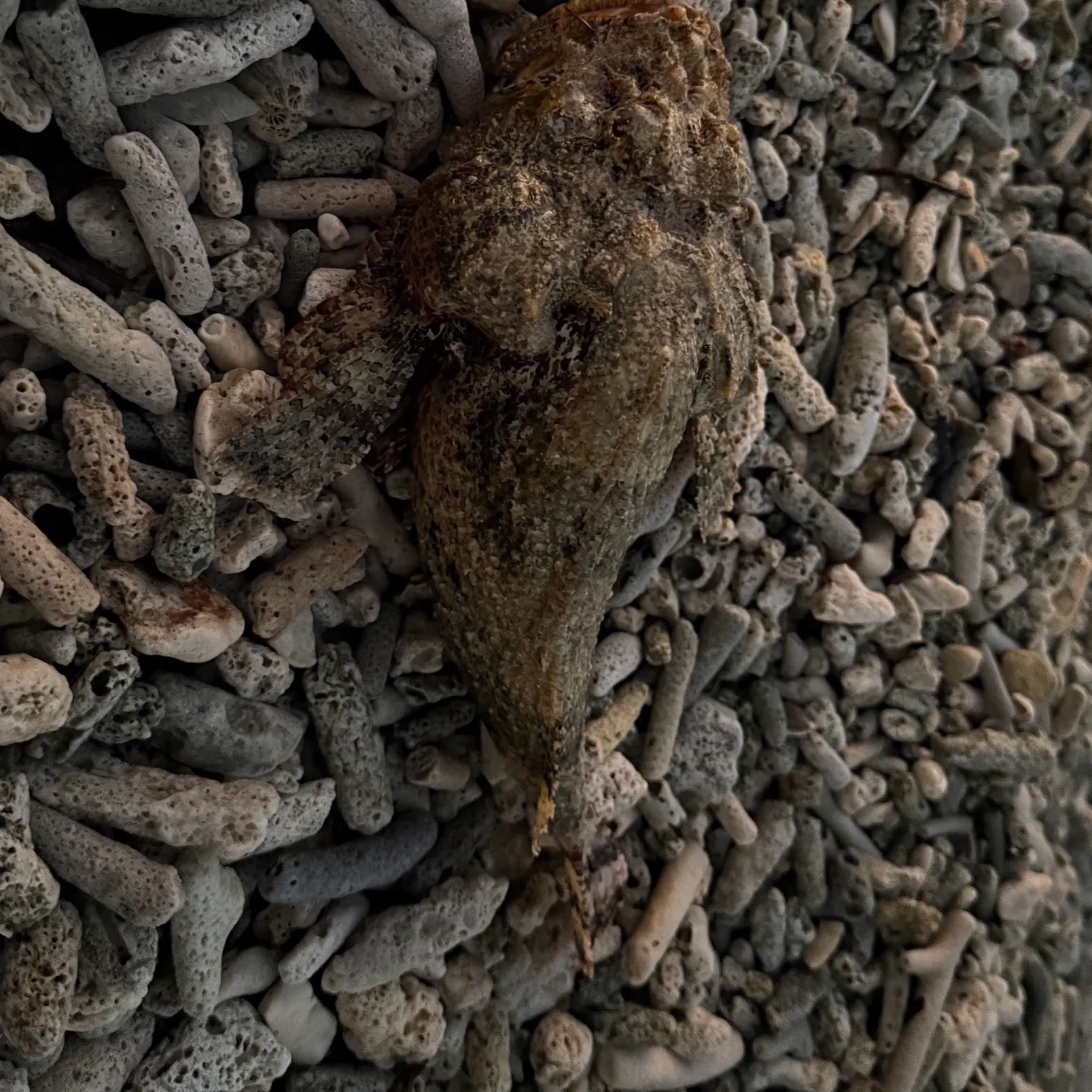 The most recent Pacific spotted scorpionfish catches on Fishbrain